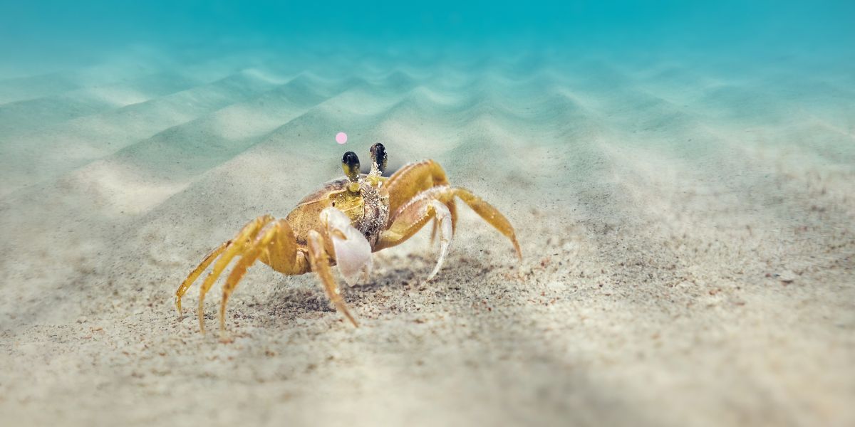Crabs Near Me A Comprehensive Guide to Finding Local Crabs