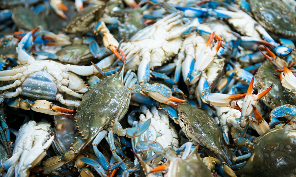 A Foodie’s Guide to the Best Crab in Baltimore