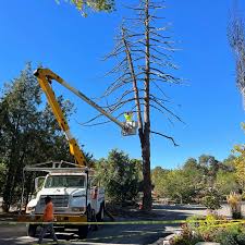 Worker in bucket truck trimming a tall dead tree.